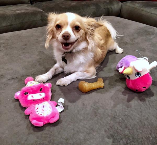 /Images/uploads/Homeward Bound Pet Rescue/HBPR_Photocontest/entries/12108thumb.jpg